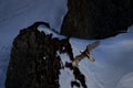 Lammergeier or Bearded Vulture, Gypaetus barbatus, flying bird above rock mountain. Rare mountain bird, fly with snow, animal in Royalty Free Stock Photo