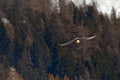 Lammergeier or Bearded Vulture, Gypaetus barbatus, flying bird above rock mountain. Rare mountain bird, fly with snow, animal in Royalty Free Stock Photo