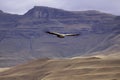 Lammergeier, Beared Vulture, Giants Castle, Kwazulu Natal, South Africa Royalty Free Stock Photo