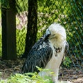 Lammergeier. Bird of prey Royalty Free Stock Photo