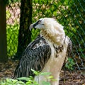 Lammergeier. Bird of prey in Weltvogelpark Royalty Free Stock Photo