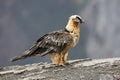 Lammergeier or lammergeyer or bearded vulture,