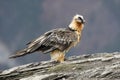 Lammergeier or lammergeyer or bearded vulture,