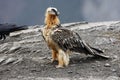 Lammergeier or lammergeyer or bearded vulture, Royalty Free Stock Photo