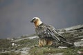 Lammergeier or lammergeyer or bearded vulture, Royalty Free Stock Photo