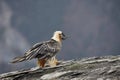 Lammergeier or lammergeyer or bearded vulture,