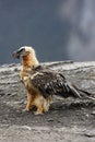 Lammergeier or lammergeyer or bearded vulture, Royalty Free Stock Photo