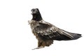 Lammergeier or lammergeyer or bearded vulture, Gypaetus barbatus Royalty Free Stock Photo