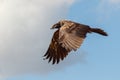 Lammergeier or lammergeyer or bearded vulture, Gypaetus barbatus, two-year-old, Spain Royalty Free Stock Photo