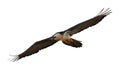 Lammergeier or lammergeyer or bearded vulture, Royalty Free Stock Photo