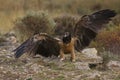 Lammergeier in spain  Pyrenees Royalty Free Stock Photo