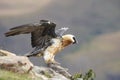 Lammergeyer or Bearded Vulture Royalty Free Stock Photo