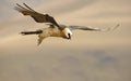 Lammergeyer or Bearded Vulture