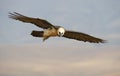 Lammergeyer or Bearded Vulture Royalty Free Stock Photo