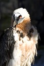 Lammergeyer or Bearded Vulture