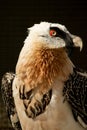 Lammergeyer or Bearded Vulture (Gypaetus barbatus Royalty Free Stock Photo