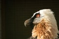 Lammergeyer or Bearded Vulture (Gypaetus barbatus