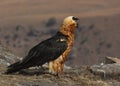 Lammergeyer, Bearded Vulture