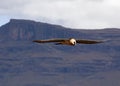 Lammergeyer, Beared Vulture