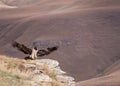 Lammergeyer, Beared Vulture