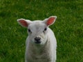 & x28;little sheep& x29; Royalty Free Stock Photo