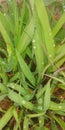 Lammon grass plant with image ino