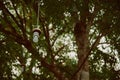 Lamp hanging under the tree in the garden. vintage tone. Royalty Free Stock Photo