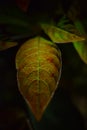 Lamp light on the leaf Royalty Free Stock Photo