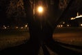 Lamp light shining through big tree Royalty Free Stock Photo