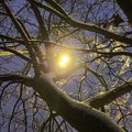 Lamp Post Light and Tree Brenches Royalty Free Stock Photo