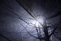 Lamp post shining through tree`s branches in fog. Royalty Free Stock Photo