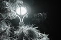 Lamp post with tree branches covered with snow. Selective focus. Cold season. Royalty Free Stock Photo