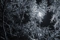 Lamp post with tree branches covered with snow. Selective focus. Cold season. Royalty Free Stock Photo