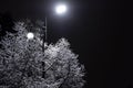 Lamp post with tree branches covered with snow. Selective focus. Cold season. Beautiful winter scene. Urban scene. Royalty Free Stock Photo