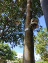 Lamp on the street pole energi ini the blue sky Royalty Free Stock Photo