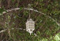 Lamp on the tree summer veranda overgrown with lanterns hanging from tree Royalty Free Stock Photo