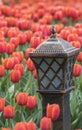 Lamp with tulips Royalty Free Stock Photo