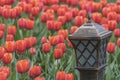 Lamp with tulips Royalty Free Stock Photo