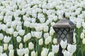 Lamp with tulips Royalty Free Stock Photo