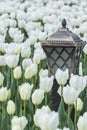 Lamp with tulips Royalty Free Stock Photo