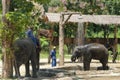 Lampang, Thailand - January 18, 2021 : asian elephant baby learning to take a shower to show the tourist in elephant school at