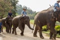 LAMPANG, THAILAND - DECEMBER 7, 2018 : Tourist Thailand, Mahout Royalty Free Stock Photo