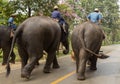 LAMPANG, THAILAND - DECEMBER 7, 2018 : Tourist Thailand, Mahout Royalty Free Stock Photo