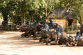 Lampang THAILAND January 29, 2017 Elephant Painting