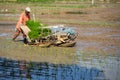 LAMPANG, THAILAND Ã¢â¬â July 16, 2019: Rice farming Thai farmers plant rice seedlings in the field