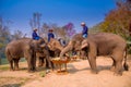 At The Thai Elephant Conservation Center Lampang province are offering a large catering fruit buffet Khantok Chang for elephants