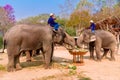 At The Thai Elephant Conservation Center Lampang province are offering a large catering fruit buffet Khantok Chang for elephants