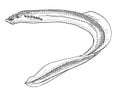 Lampetra ayresii river lamprey or western river lamprey Freshwater Fish Cartoon Drawing