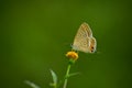 Lampides boeticus butterfly nectaring on flower Royalty Free Stock Photo