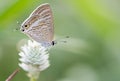 Lampides boeticus Linnaeus, 1767 : Peablue Bean Butterfly ,A brown butterfly with white stripes on a white flower against a